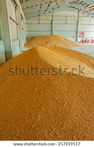 view on the pile of wheat corns in warehouse