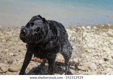Labrador Retriever shaking off water after a swim