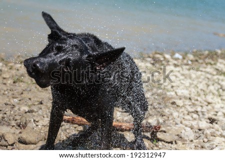 Labrador Retriever shaking off water after a swim