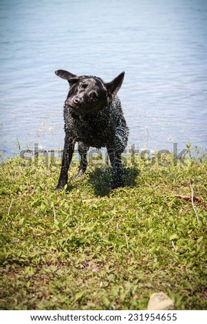 Cute Labrador Retriever shaking off water after a swim in a lake