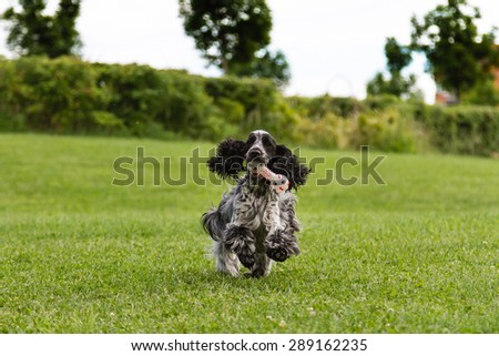 Funny English Cocker Spaniel retrieves a toy outdoor. Dog training.