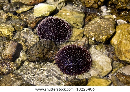 Two urchins in the shallow water at adriatic sea