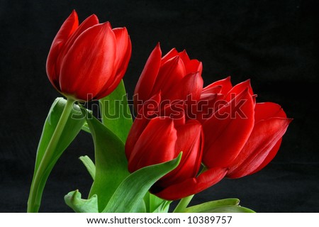 Close up red  tulip bunch in bloom and green stem