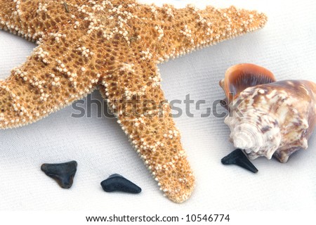 Starfish from oceans deep water on white background