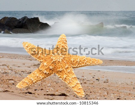 Starfish from oceans deep water on beach background