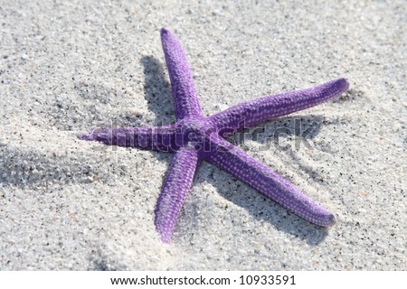 Purple starfish from the ocean on sandy beach