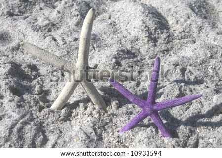 Starfish white and purple from the ocean on sandy beach