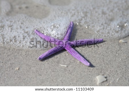 Purple starfish from the ocean on sandy beach