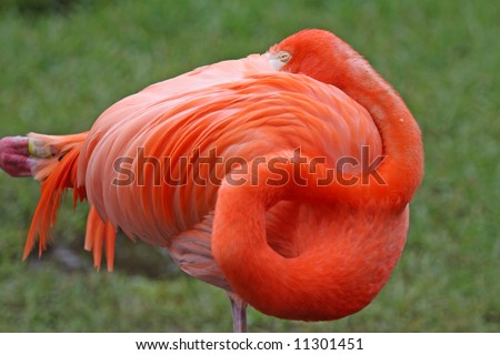 flamingo sleeping position