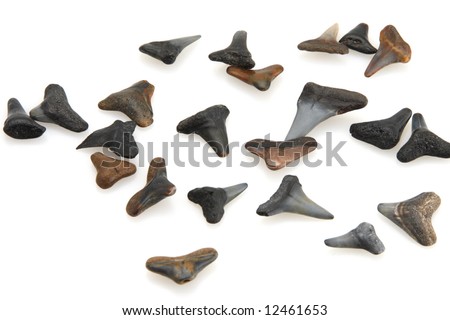 shark teeth rows. about Salmon+shark+teeth