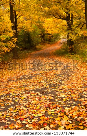 driveway covered with fall maple leaves in Canada