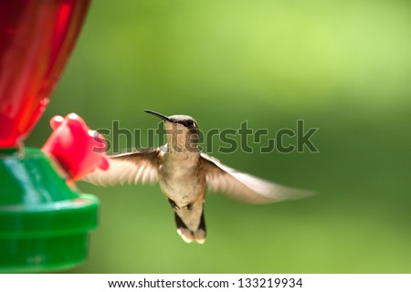 ruby throated female hummingbird in flight at a feeder filled with sugar water in sunlight