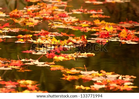 fall maple leaves drifting on a pond