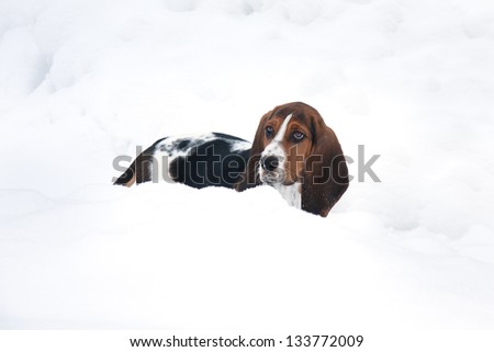 baby basset hound puppy in deep snow in a Canadian winter
