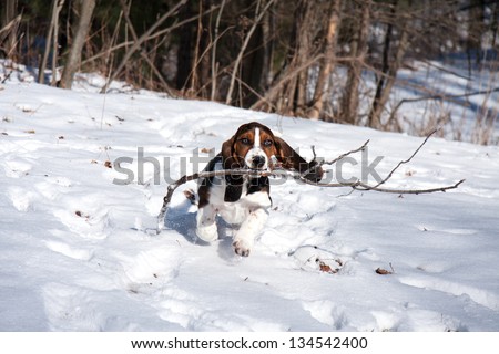 baby basset hound puppy fetching a stick in snow on a sunny day