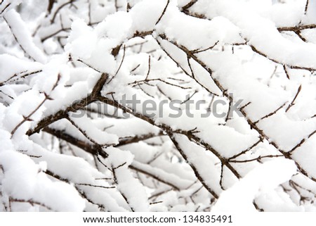 white winter landscape in Canada with closeup of branches covered in deep snow