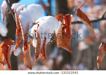 dead leaves on tree covered with snow in bright winter sunshine