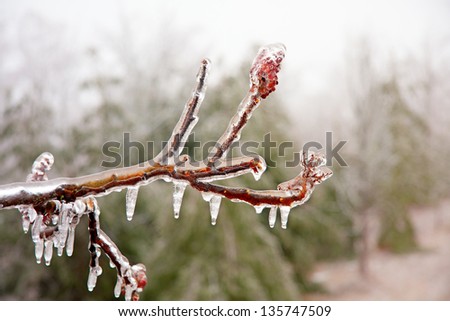 branch and bud encased in ice after a spring ice storm in Ontario, Canada