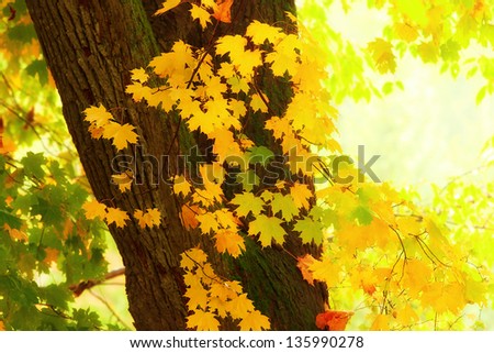 yellow maple leaves in fall in Canada. closeup shot of leaves and tree trunk