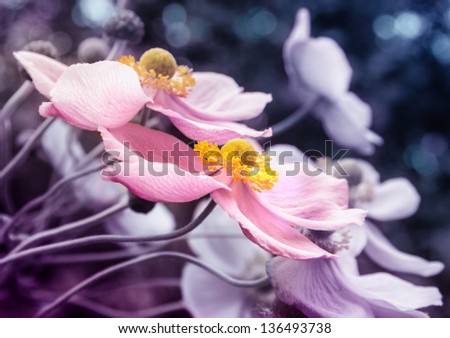 fine art photography of japanese anemone flowers in pink, blue and purple tones