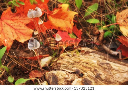 closeup of magic mushrooms on a fall forest floor