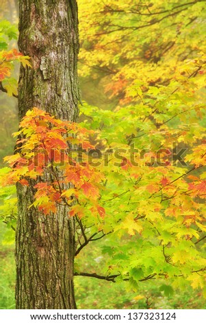 colorful maple leaves in fall in Canada, misty foggy forest