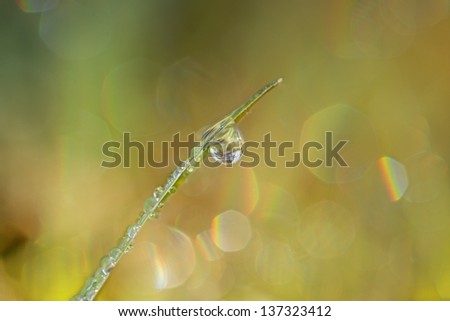 small dew drops on a single blade of grass in early morning sunlight