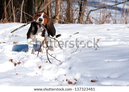 baby basset hound puppy playing with a stick in snow on a sunny day