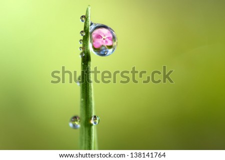tiny dewdrops on a single blade of grass with a pink flower reflected in one