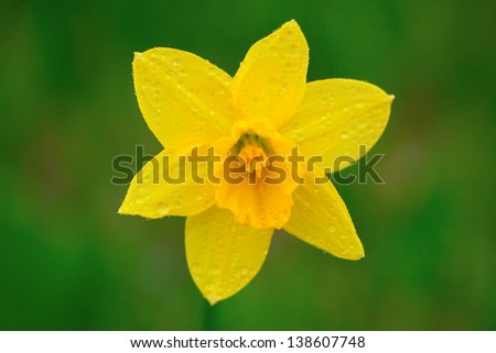 a single yellow daffodil in spring with natural green background and water drops