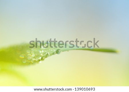 small dew drops on a single leaf with shallow depth of field