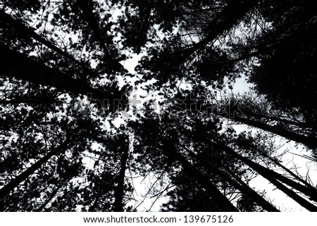 A shot looking up at the sky in forest of pine trees in black and white
