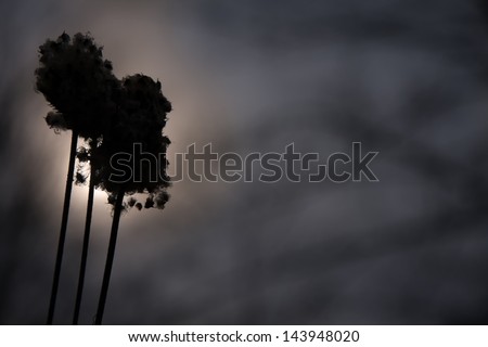 fluffy seed head silhouette against setting sun on gloomy dark winter day