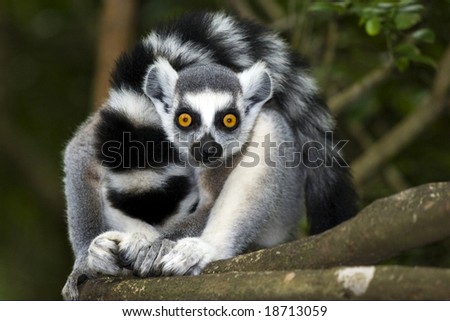 ring-tailed lemur looking straight ahead in forest