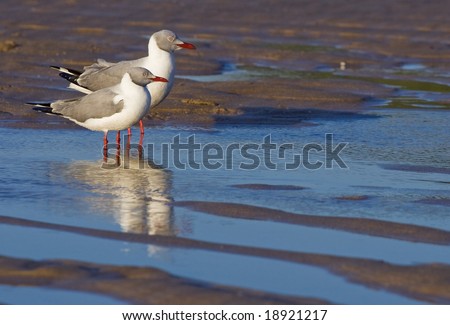 two greyheaded gulls standing side by side in a puddle of water