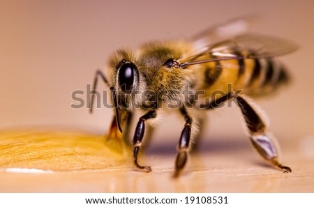 closeup of honey bee drinking from a puddle of syrup,shallow depth of field