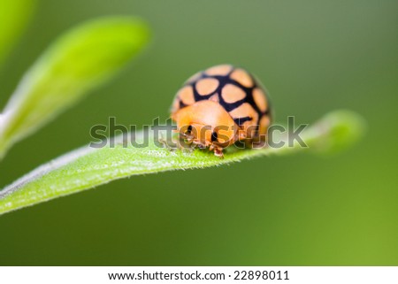 orange and black ladybird on green leaf frontal view