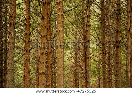 many pine tree trunks in plantation forest for abstract texture background