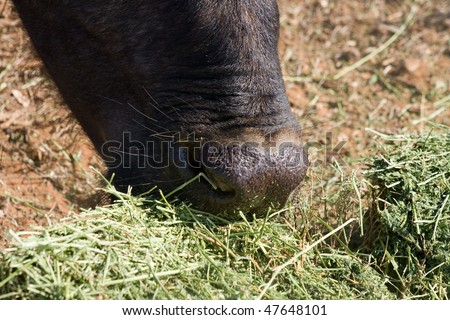 closeup of cape buffalo feeding on lucerne put out on wildlife ranch in south africa