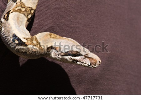 Closeup Of Head Of Southern African Rock Python Stock P