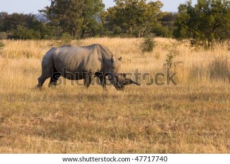 female white rhino in southern africa wild
