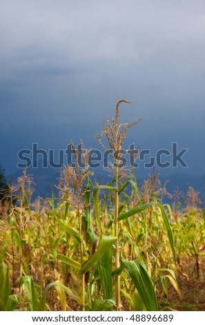 cornfield of subsistence farmer in Africa against a stormy sky