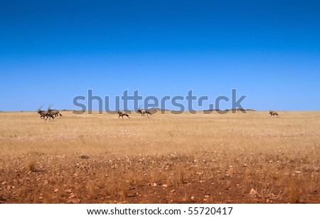 plain desert