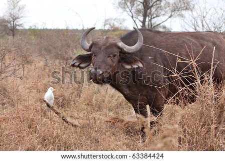 cape buffalo grazing with cattle egrets showing commensalism symbiotic relationship
