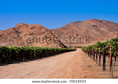 vineyards in the desert of the northern cape province of South Africa, irrigated from the Orange River
