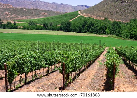 vineyards in the cederberg mountains of south africa grown to make wine
