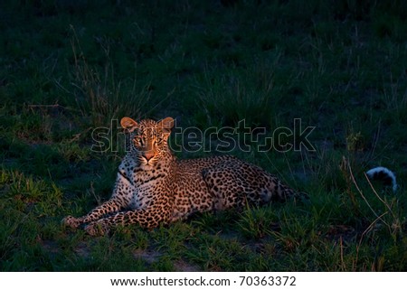 african leopard at dusk lying on green grass lighted with a spotlight in Sabi Sand nature reserve in South Africa
