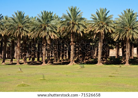 date palm in desert. agricultural date palm