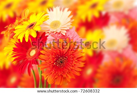 bunch of colorful gerbera daisies with out of focus flower background