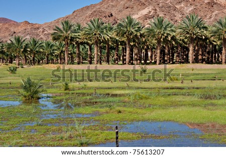 agricultural date palm farm in dry semi-desert of Northern Cape in South Africa